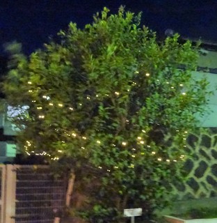 DSC01160.JPG