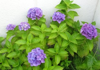 DSC09950.jpg