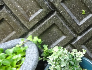 DSC09960.jpg