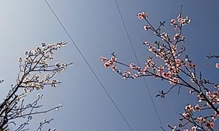 IMG_20200321_154740.jpg